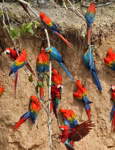 Aventura en Tambopata